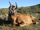 Hartebeest.jpg Hartebeest.jpg