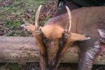 Muntjac Buck.JPG