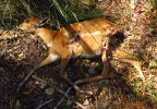 Sitatunga Baby Caracal Kill.jpg