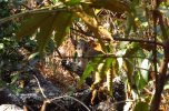 Blueduiker in the miombo.jpg