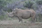 Copy of Rhino 2007 103.jpg
