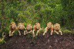 lions.jpg