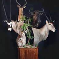 Images of Africa Taxidermy