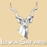 Iliwa Safaris