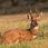 Bushbuck