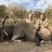Kalahari Hunters