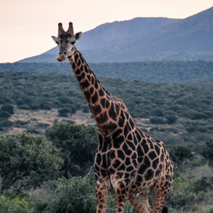 Giraffe South Africa