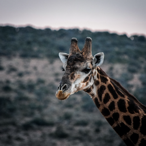 Giraffe South Africa