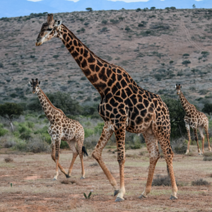 Giraffe South Africa