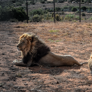 Lions South Africa