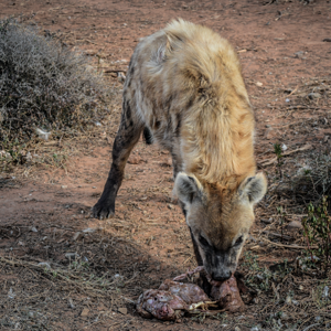 Spotted Hyena South Africa