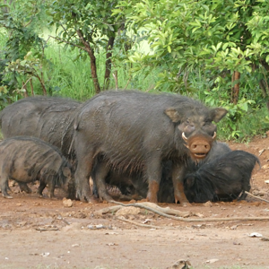 Giant forest hog