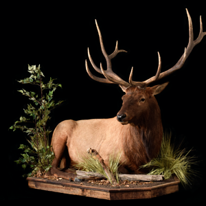 Life Size Elk resting on a low profile habitat.