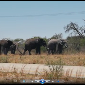 Elephants in Botswana