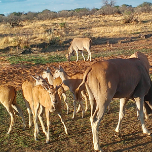 Cape Eland