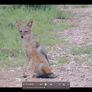 Black-backed Jackal