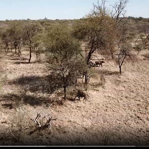 Buffalo Bachelor Herd