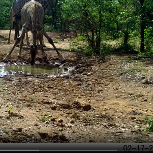 Giraffe herd