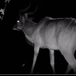 Kudu Bull at night