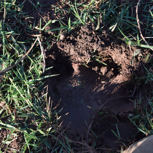 Hippo Tracks Zimbabwe