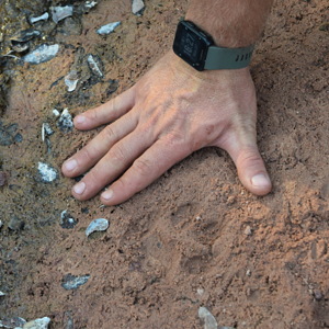 Leopard Print Track Zimbabwe