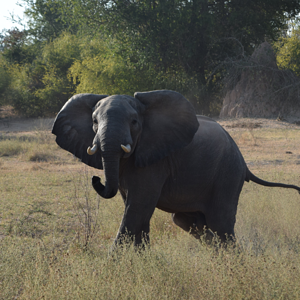 Grumpy Elephant Zimbabwe