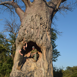 Baobab Tree Zimbabwe