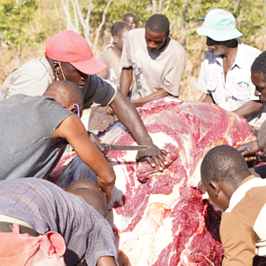 Cutting meat