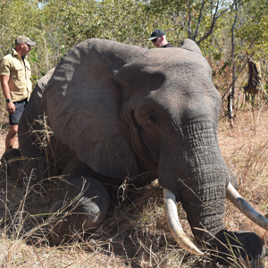 Elephant Omay Zimbabwe
