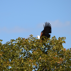 Fish Eagle