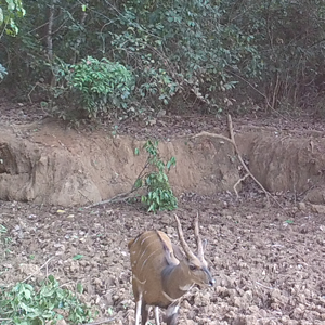 Monster harnessed bushbuck