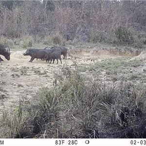 Giant Forest Hog facing Buffalo