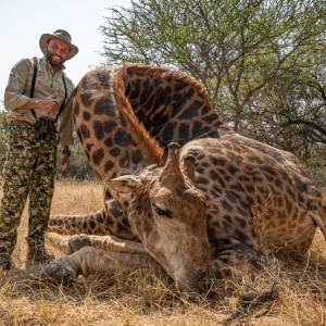 Giraffe Africa