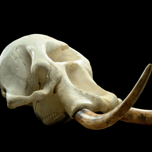 Elephant Skull With Artificial Tusks