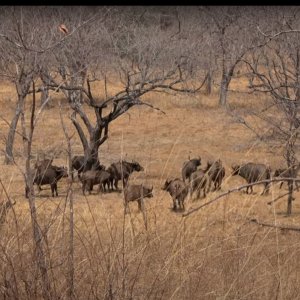 KWALATA SAFARIS Hunting Excellence