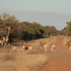 Zebra & Giraffe Limpopo South Africa