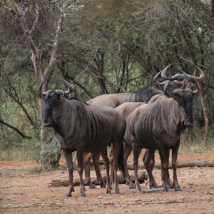 Blue Wildebeest Limpopo South Africa