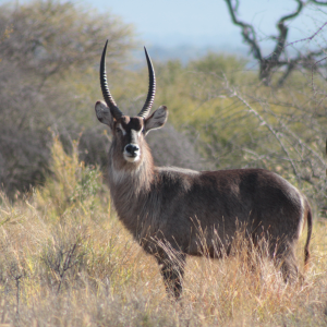 Waterbuck Limpopo South Africa