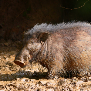 Giant Forest Hog In Central African Republic C.A.R
