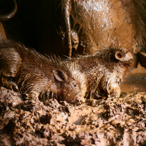 Giant Forest Hog In Central African Republic C.A.R