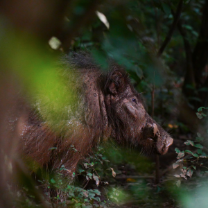 Giant Forest Hog In Central African Republic C.A.R