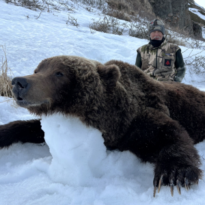 Brown Bear Hunt Russia