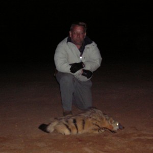 Aardwolf Hunted in Namibia