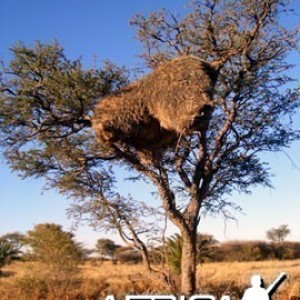 Giant Community Weaver Bird Nest in Namibia