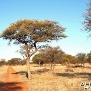 Kalahari road
