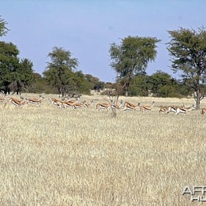 Springbok magic