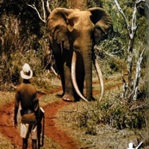 Elephant Encounter