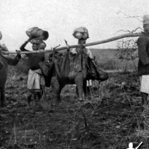 Baby Rhino Being Carried