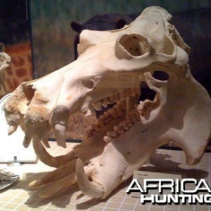 Hippo Skull