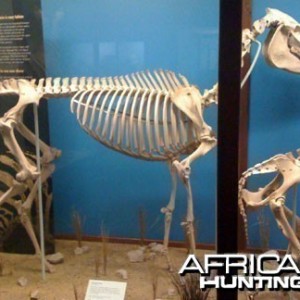 Zebra Skeleton